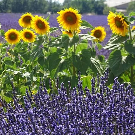 Les Rosiers *